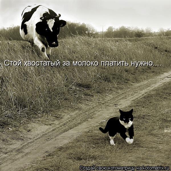 Стой хвостатый за молоко платить нужно....... Котоматрица: Стой хвостатый за молоко платить нужно....