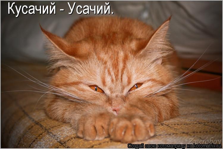 Кусачий - Усачий.... Котоматрица: Кусачий - Усачий.