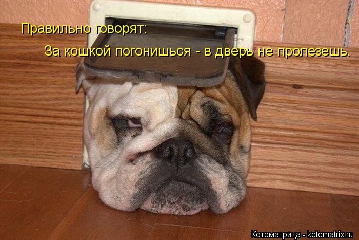 Правильно говорят: За кошкой погонишься - в дверь не пролезешь.... Котоматрица: Правильно говорят: За кошкой погонишься - в дверь не пролезешь.