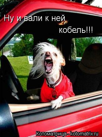 Ну и вали к ней кобель!!!... Котоматрица: Ну и вали к ней кобель!!!
