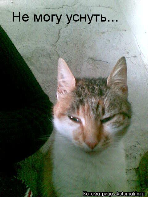 Не могу уснуть...... Котоматрица: Не могу уснуть...