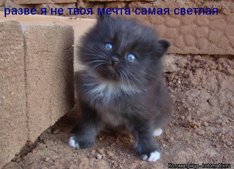 разве я не твоя мечта самая светлая... Котоматрица: разве я не твоя мечта самая светлая