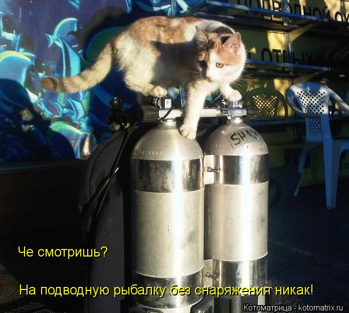 На подводную рыбалку без снаряжения никак! Че смотришь?... Котоматрица: На подводную рыбалку без снаряжения никак! Че смотришь?