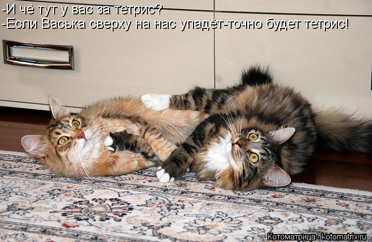 Котоматрица: -И чё тут у вас за тетрис? -Если Васька сверху на нас упадёт-точно будет тетрис!