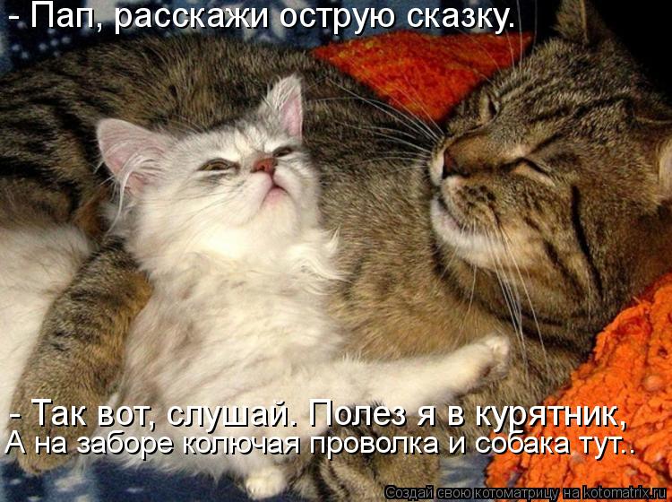 kotomatritsa_6Z.jpg