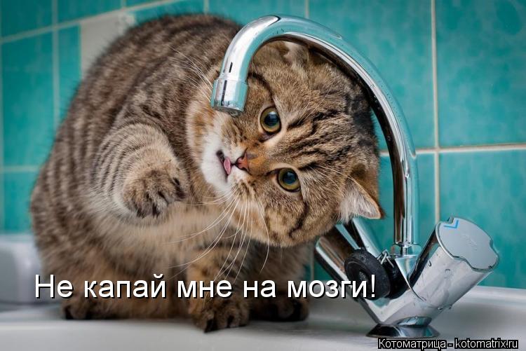 Не капай мне на мозги!... Котоматрица: Не капай мне на мозги!