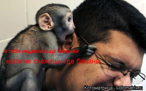 я тебе надавлю ещё сильней если не скажешь где бананы... Котоматрица: я тебе надавлю ещё сильней если не скажешь где бананы