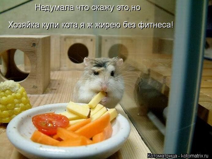 Котоматрица: Недумала что скажу это,но Хозяйка купи кота,я ж жирею без фитнеса!