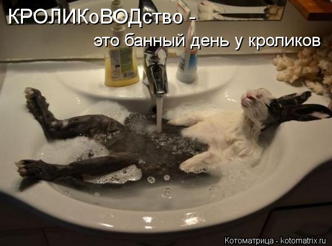 КРОЛИКоВОДство - это банный день у кроликов... Котоматрица: КРОЛИКоВОДство - это банный день у кроликов