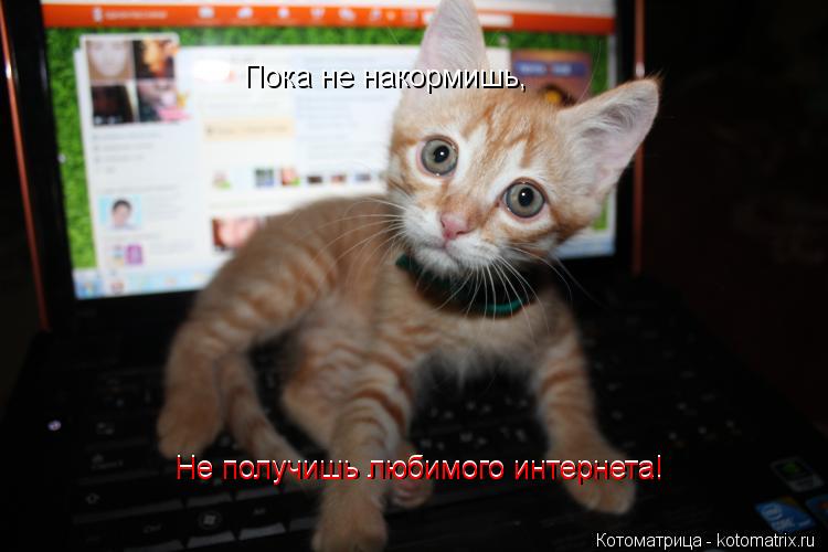 Пока не накормишь, Пока не накормишь, Не получишь любимого интернета! Не получишь любимого интернета!... Котоматрица: Пока не накормишь, Пока не накормишь, Не получишь любимого интернета! Не получишь любимого интернета!
