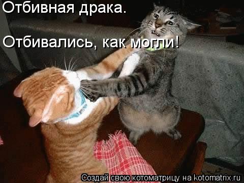 Отбивная драка. Отбивались, как могли!... Котоматрица: Отбивная драка. Отбивались, как могли!