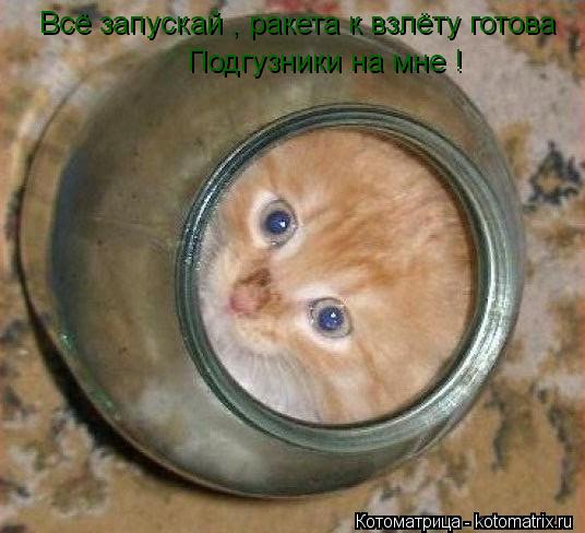 Всё запускай , ракета к взлёту готова Подгузники на мне !... Котоматрица: Всё запускай , ракета к взлёту готова Подгузники на мне !
