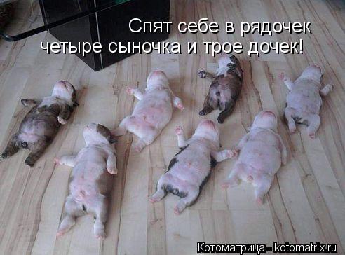 Спят себе в рядочек четыре сыночка и трое дочек!... Котоматрица: Спят себе в рядочек четыре сыночка и трое дочек!
