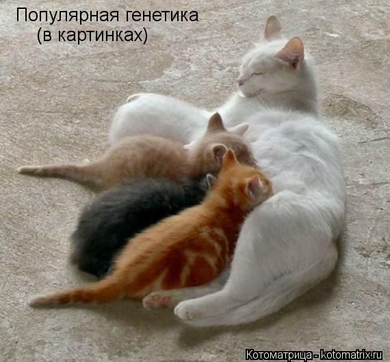 Популярная генетика (в картинках)... Котоматрица: Популярная генетика (в картинках)