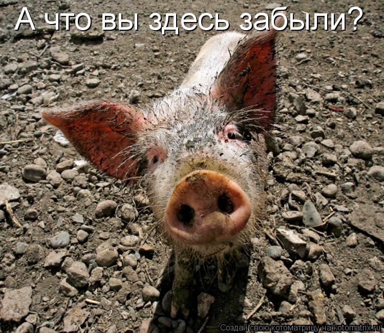 А что вы здесь забыли?... Котоматрица: А что вы здесь забыли?