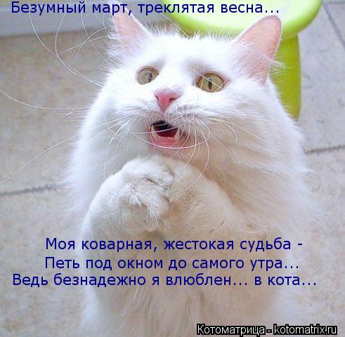 Котоматрица: Безумный март, треклятая весна... Моя коварная, жестокая судьба - Петь под окном до самого утра... Ведь безнадежно я влюблен... в кота...