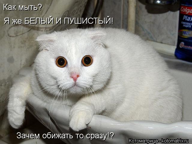 Как мыть? Я же БЕЛЫЙ И ПУШИСТЫЙ! Зачем обижать то сразу!?... Котоматрица: Как мыть? Я же БЕЛЫЙ И ПУШИСТЫЙ! Зачем обижать то сразу!?