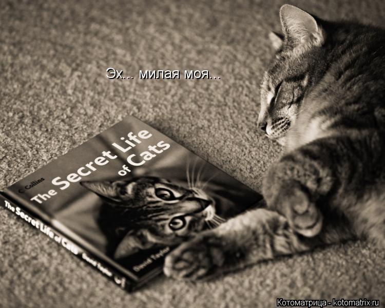 Эх... милая моя...... Котоматрица: Эх... милая моя...