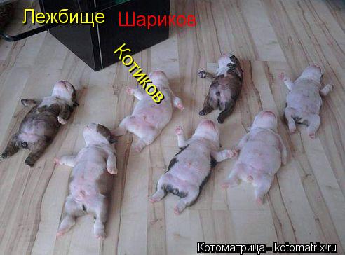 Лежбище Котиков Шариков... Котоматрица: Лежбище Котиков Шариков