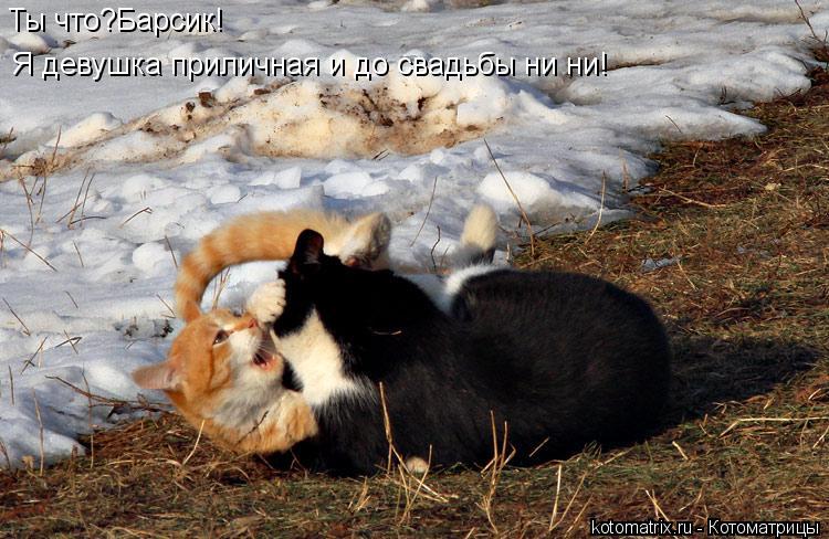 Ты что?Барсик! Я девушка приличная и до свадьбы ни ни!... Котоматрица: Ты что?Барсик! Я девушка приличная и до свадьбы ни ни!