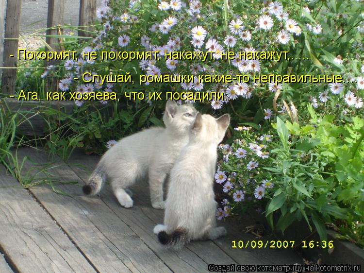 - Покормят, не покормят, накажут, не накажут,..... - Слушай, ромашки какие-то неправильные.... - Ага,... Котоматрица: - Покормят, не покормят, накажут, не накажут,..... - Слушай, ромашки какие-то неправильные.... - Ага, как хозяева, что их посадили...