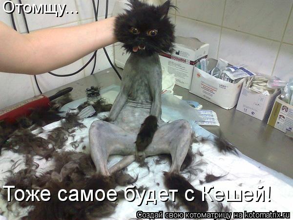 Отомщу... Тоже самое будет с Кешей!... Котоматрица: Отомщу... Тоже самое будет с Кешей!