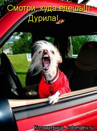 Смотри, куда едешь!!! Дурила!... Котоматрица: Смотри, куда едешь!!! Дурила!