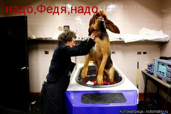 надо,Федя,надо... Котоматрица: надо,Федя,надо