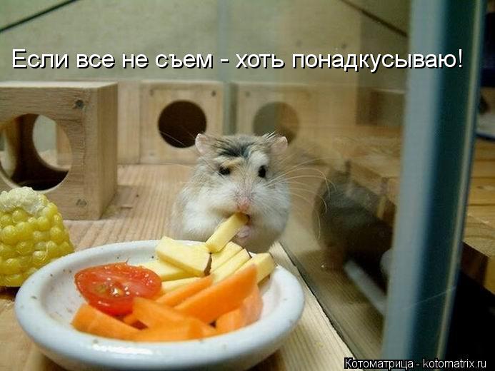Котоматрица: Если все не съем - хоть понадкусываю!