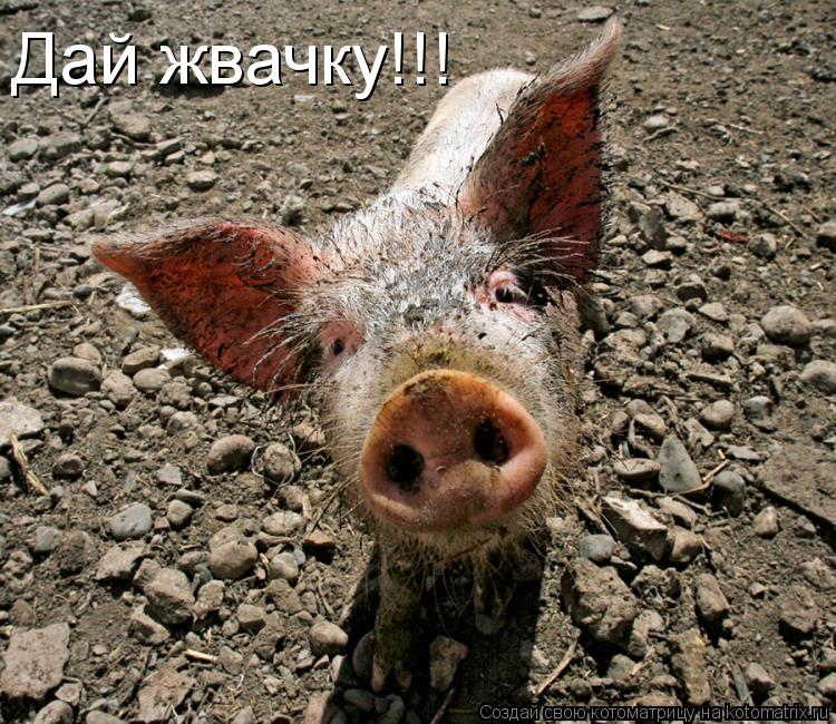 Дай жвачку!!!... Котоматрица: Дай жвачку!!!