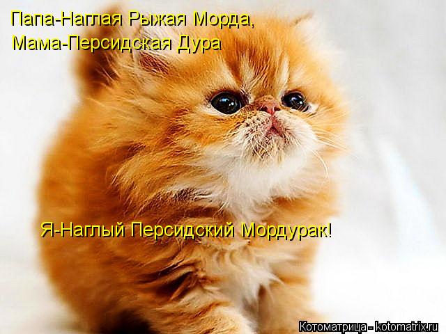 Папа-Наглая Рыжая Морда, Мама-Персидская Дура Я-Наглый Персидский Мордурак!... Котоматрица: Папа-Наглая Рыжая Морда, Мама-Персидская Дура Я-Наглый Персидский Мордурак!
