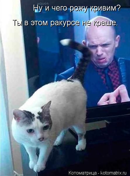 Котоматрица: Ну и чего рожу кривим? Ты в этом ракурсе не краше.