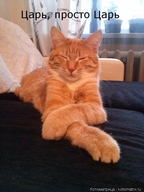 Царь, просто Царь... Котоматрица: Царь, просто Царь