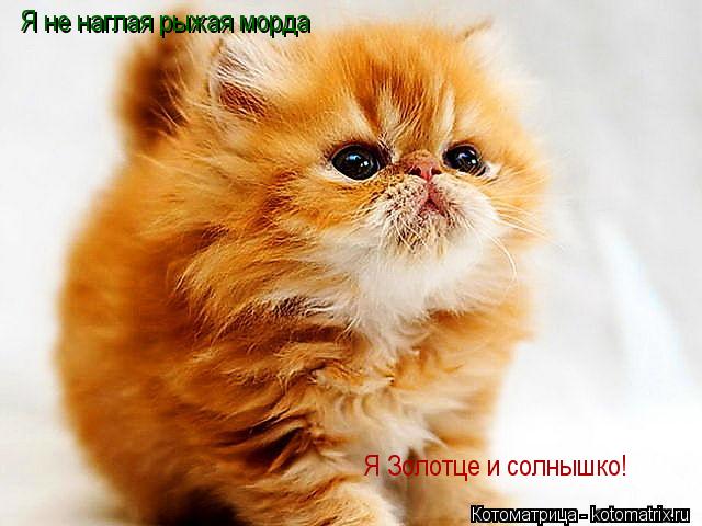 Я не наглая рыжая морда Я Золотце и солнышко!... Котоматрица: Я не наглая рыжая морда Я Золотце и солнышко!