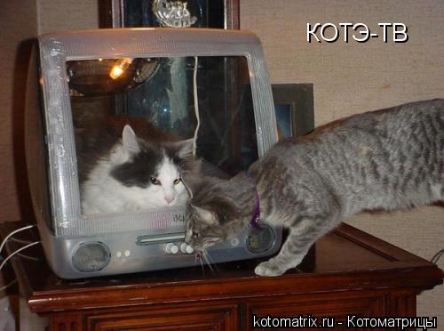 КОТЭ-ТВ... Котоматрица: КОТЭ-ТВ