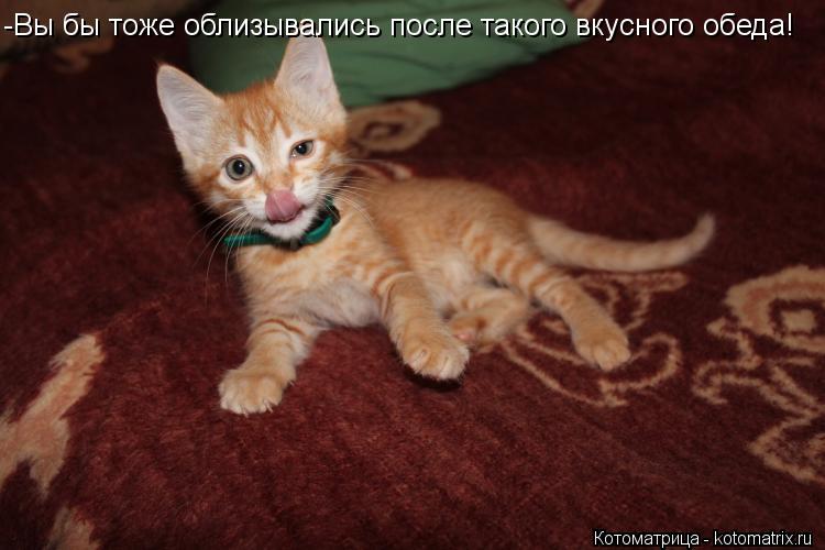 Котоматрица: -Вы бы тоже облизывались после такого вкусного обеда!