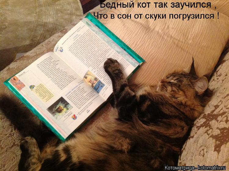 Бедный кот так заучился , Что в сон от скуки погрузился !... Котоматрица: Бедный кот так заучился , Что в сон от скуки погрузился !