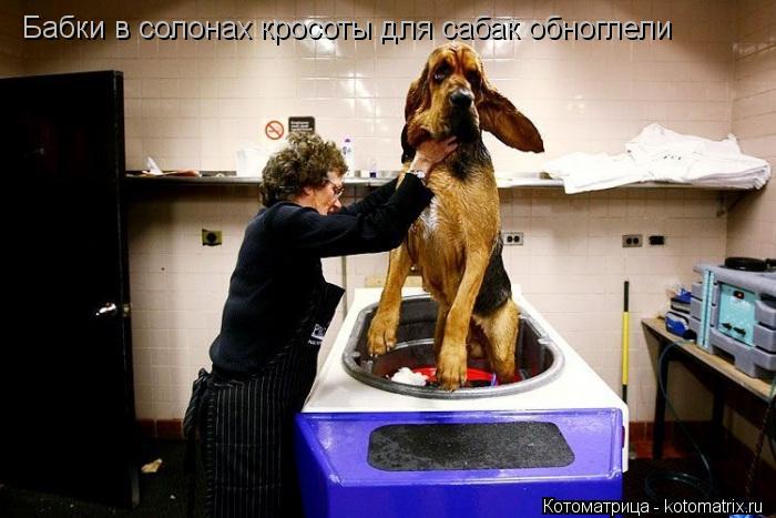 Бабки в солонах кросоты для сабак обноглели... Котоматрица: Бабки в солонах кросоты для сабак обноглели