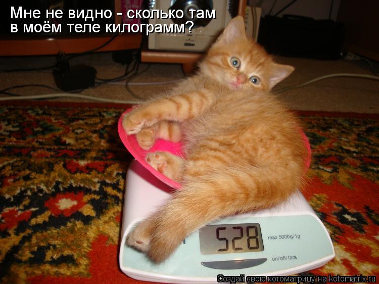 в моём теле килограмм? Мне не видно - сколько там... Котоматрица: в моём теле килограмм? Мне не видно - сколько там