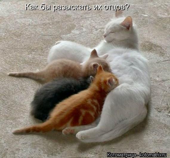 Как бы разыскать их отцов?... Котоматрица: Как бы разыскать их отцов?