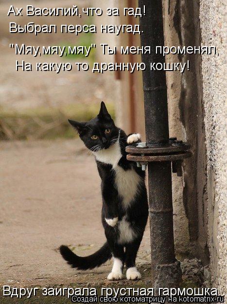 Ах Василий,что за гад! Выбрал перса наугад. "Мяу,мяу,мяу" Ты меня променял, На какую то дранную кошку... Котоматрица: Ах Василий,что за гад! Выбрал перса наугад. "Мяу,мяу,мяу" Ты меня променял, На какую то дранную кошку! Вдруг заиграла грустная гармошка...