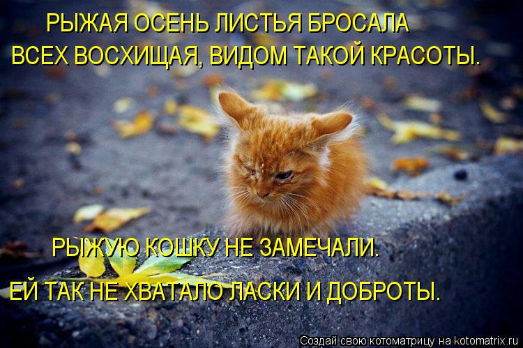 РЫЖАЯ ОСЕНЬ ЛИСТЬЯ БРОСАЛА ВСЕХ ВОСХИЩАЯ, ВИДОМ ТАКОЙ КРАСОТЫ. РЫЖУЮ КОШКУ НЕ ЗАМЕЧАЛИ. ЕЙ ТАК НЕ ХВА... Котоматрица: РЫЖАЯ ОСЕНЬ ЛИСТЬЯ БРОСАЛА ВСЕХ ВОСХИЩАЯ, ВИДОМ ТАКОЙ КРАСОТЫ. РЫЖУЮ КОШКУ НЕ ЗАМЕЧАЛИ. ЕЙ ТАК НЕ ХВАТАЛО ЛАСКИ И ДОБРОТЫ.