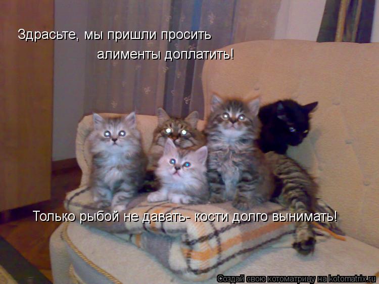 Здрасьте, мы пришли просить алименты доплатить! Только рыбой не давать- кости долго вынимать!... Котоматрица: Здрасьте, мы пришли просить алименты доплатить! Только рыбой не давать- кости долго вынимать!
