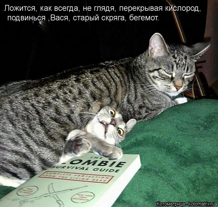Ложится, как всегда, не глядя, перекрывая кислород, подвинься ,Вася, старый скряга, бегемот.... Котоматрица: Ложится, как всегда, не глядя, перекрывая кислород, подвинься ,Вася, старый скряга, бегемот.