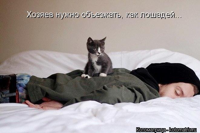 Хозяев нужно объезжать, как лошадей...... Котоматрица: Хозяев нужно объезжать, как лошадей...