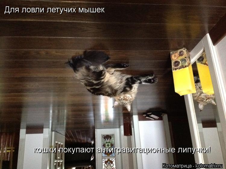 Для ловли летучих мышек кошки покупают антигравитационные липучки!... Котоматрица: Для ловли летучих мышек кошки покупают антигравитационные липучки!