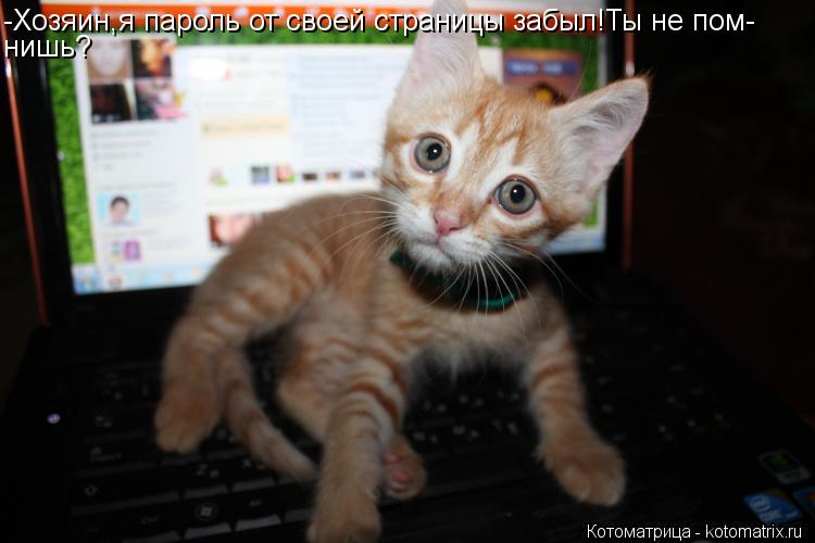 Котоматрица: -Хозяин,я пароль от своей страницы забыл!Ты не пом- нишь?