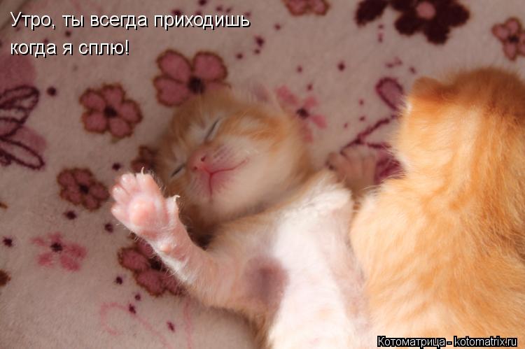 Утро, ты всегда приходишь когда я сплю!... Котоматрица: Утро, ты всегда приходишь когда я сплю!