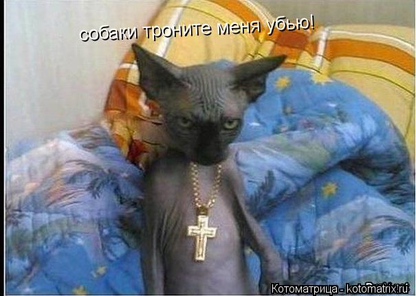 собаки троните меня убью!... Котоматрица: собаки троните меня убью!
