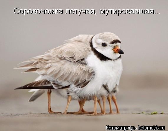 Сороконожка летучая, мутировавшая...... Котоматрица: Сороконожка летучая, мутировавшая...